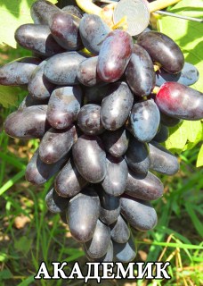 Академик (1)